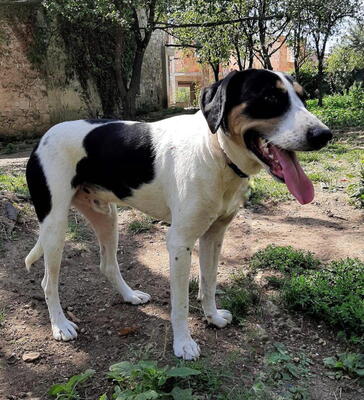 Link möchte IHR Gefährte werden, Mischling - Rüde