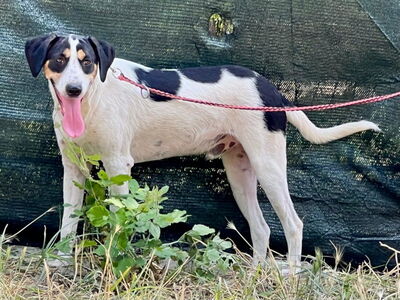 Link möchte IHR Gefährte werden