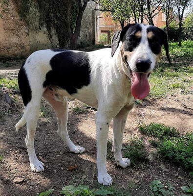 Link möchte IHR Gefährte werden, Mischling - Rüde