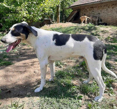 Link möchte IHR Gefährte werden, Mischling - Rüde