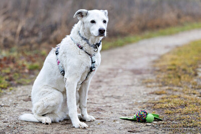Linny, Mix - Hündin