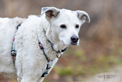 Linny, Mix - Hündin