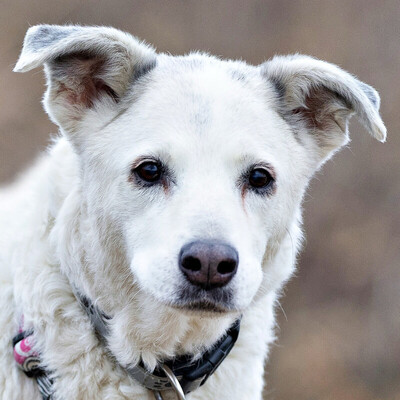 Linny, Mix - Hündin