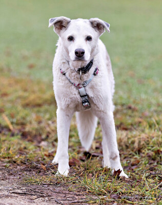 Linny, Mix - Hündin