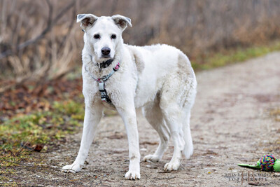 Linny, Mix - Hündin