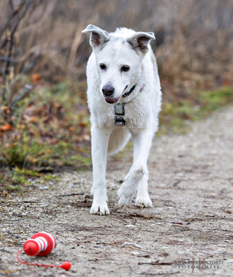 Linny, Mix - Hündin