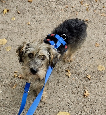 Lino, Yorkie - Mix - Rüde