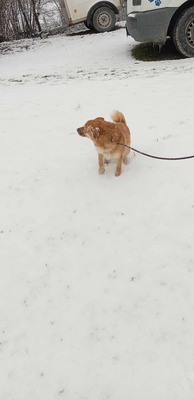 Lino – ein sanfter Blick, der nach Zuhause fragt 🐾🤍, Mischling - Hündin