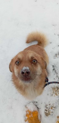 Lino – ein sanfter Blick, der nach Zuhause fragt 🐾🤍, Mischling - Hündin