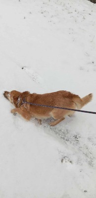 Lino – ein sanfter Blick, der nach Zuhause fragt 🐾🤍, Mischling - Hündin