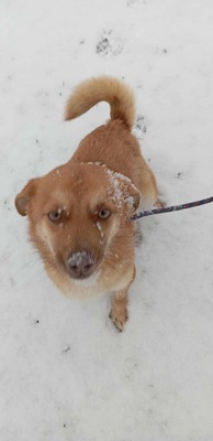 Lino – ein sanfter Blick, der nach Zuhause fragt 🐾🤍, Mischling - Hündin