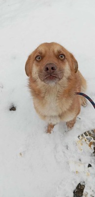 Lino – ein sanfter Blick, der nach Zuhause fragt 🐾🤍, Mischling - Hündin