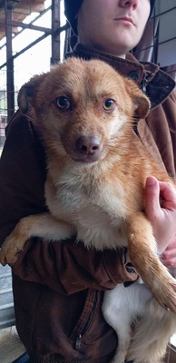 Lino – ein sanfter Blick, der nach Zuhause fragt 🐾🤍, Mischling - Hündin