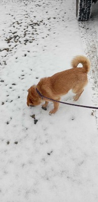 Lino – ein sanfter Blick, der nach Zuhause fragt 🐾🤍, Mischling - Hündin