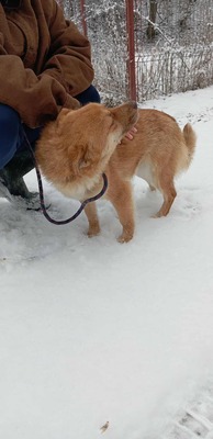 Lino – ein sanfter Blick, der nach Zuhause fragt 🐾🤍, Mischling - Hündin