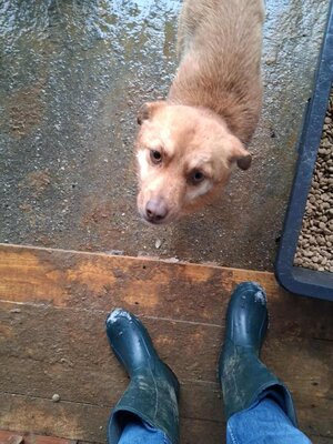 Lino – ein sanfter Blick, der nach Zuhause fragt 🐾🤍, Mischling - Hündin