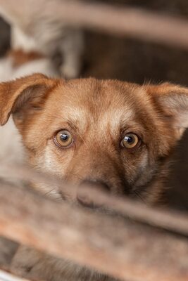 Lino – ein sanfter Blick, der nach Zuhause fragt 🐾🤍, Mischling - Hündin