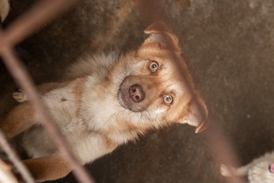 Lino – ein sanfter Blick, der nach Zuhause fragt 🐾🤍, Mischling - Hündin