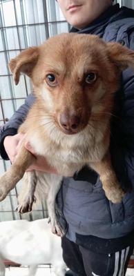 Lino – ein sanfter Blick, der nach Zuhause fragt 🐾🤍