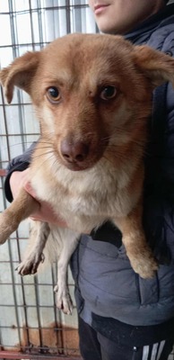 Lino – ein sanfter Blick, der nach Zuhause fragt 🐾🤍, Mischling - Rüde