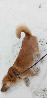 Lino – ein sanfter Blick, der nach Zuhause fragt 🐾🤍, Mischling - Rüde
