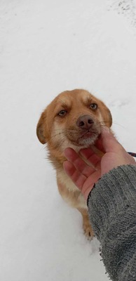 Lino – ein sanfter Blick, der nach Zuhause fragt 🐾🤍, Mischling - Rüde