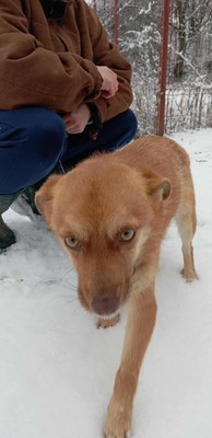 Lino – ein sanfter Blick, der nach Zuhause fragt 🐾🤍, Mischling - Rüde