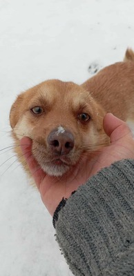 Lino – ein sanfter Blick, der nach Zuhause fragt 🐾🤍, Mischling - Rüde