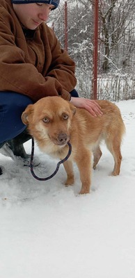 Lino – ein sanfter Blick, der nach Zuhause fragt 🐾🤍, Mischling - Rüde