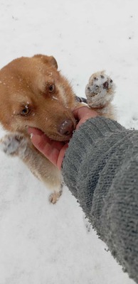 Lino – ein sanfter Blick, der nach Zuneigung frägt 🐾🤍, Mischling - Rüde