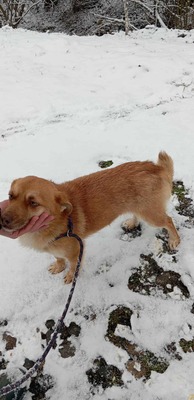 Lino – ein sanfter Blick, der nach Zuneigung frägt 🐾🤍, Mischling - Rüde