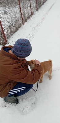 Lino – ein sanfter Blick, der nach Zuneigung frägt 🐾🤍, Mischling - Rüde