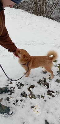 Lino – ein sanfter Blick, der nach Zuneigung frägt 🐾🤍, Mischling - Rüde
