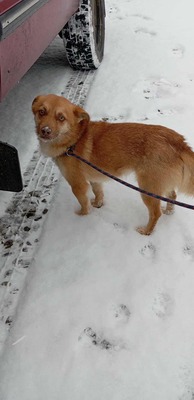 Lino – ein sanfter Blick, der nach Zuneigung frägt 🐾🤍, Mischling - Rüde