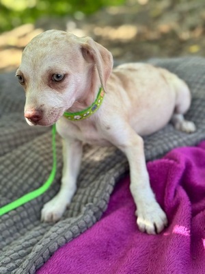Lino, kleiner Bub mit großem Herzen, Chihuahua-Mischling Welpen - Rüde