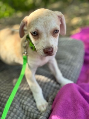 Lino, kleiner Bub mit großem Herzen, Chihuahua-Mischling Welpen - Rüde