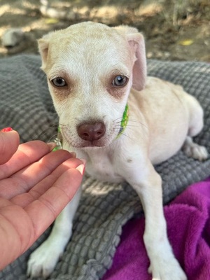 Lino, kleiner Bub mit großem Herzen, Chihuahua-Mischling Welpen - Rüde