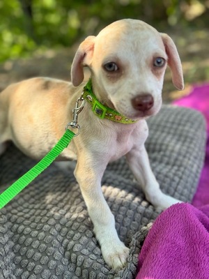 Lino, kleiner Bub mit großem Herzen, Chihuahua-Mischling Welpen - Rüde