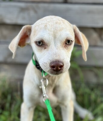 Lino, kleiner Bub mit großem Herzen, Chihuahua-Mix Welpen - Rüde