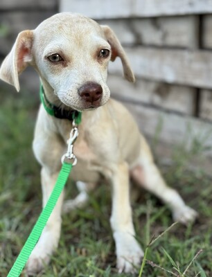 Lino, kleiner Bub mit großem Herzen, Chihuahua-Mix Welpen - Rüde