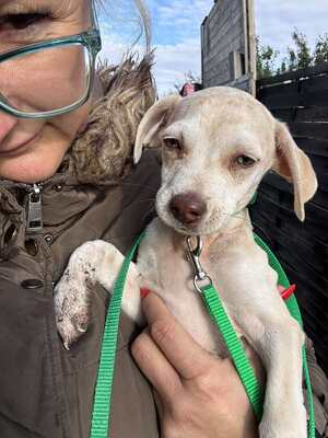 Lino, kleiner Bub mit großem Herzen, Chihuahua-Mix Welpen - Rüde