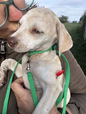 Lino, kleiner Bub mit großem Herzen, Chihuahua-Mix Welpen - Rüde