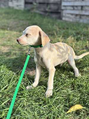 Lino, kleiner Bub mit großem Herzen, Chihuahua-Mix Welpen - Rüde