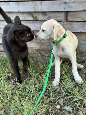 Lino, kleiner Bub mit großem Herzen, Chihuahua-Mix Welpen - Rüde