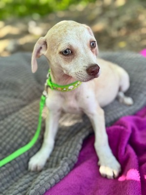 Lino, kleiner Bub mit großem Herzen, Chihuahua Welpen - Rüde