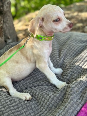 Lino, kleiner Bub mit großem Herzen, Chihuahua Welpen - Rüde