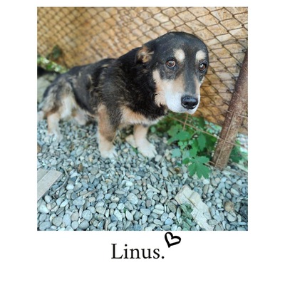 Linus, Mischling - Rüde