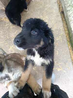 Linus, Wenn Hoffnung ein Zuhause sucht