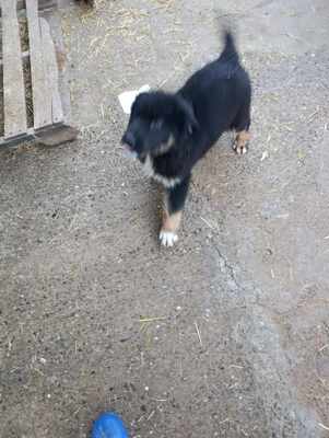 Linus, Wenn Hoffnung ein Zuhause sucht, Mischling Welpen - Rüde