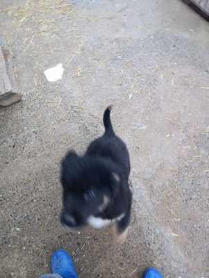 Linus, Wenn Hoffnung ein Zuhause sucht, Mischling Welpen - Rüde